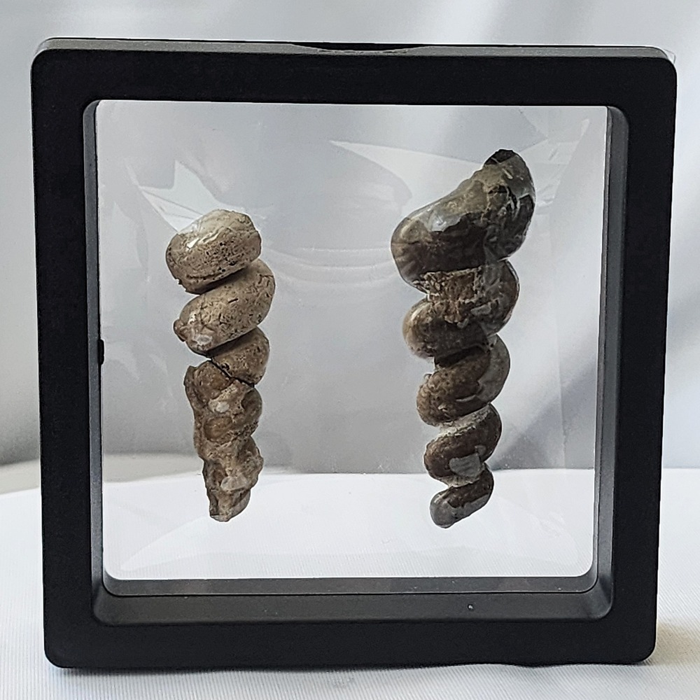 Late Cretaceous Period‎ Turritella Gastropod Fossil Selma Calk North MS Display